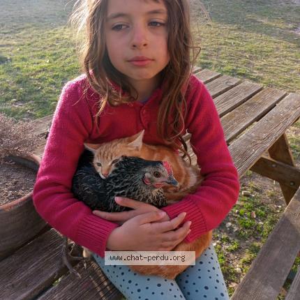 Photo 1/1 Marie Liardet Chat lost in Entrepierres