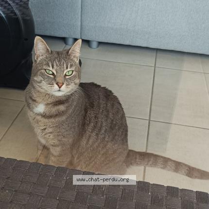 Photo 1/1 Mèfi Chat lost in Vulbens