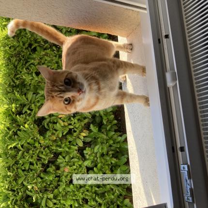 Photo 1/1 Found cat Found in Guecelard