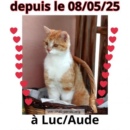 Photo 1/1 Rocket Chat lost in Luc sur aude