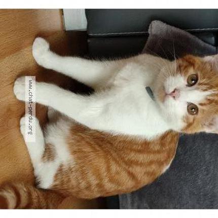 Photo 1/1 Weasley mais surnom est doudou Chat lost in Lisieux