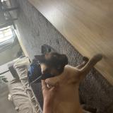 Picture of cat found at Cannes