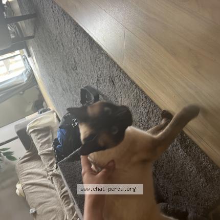 Photo 1/1 Found cat Found in Cannes