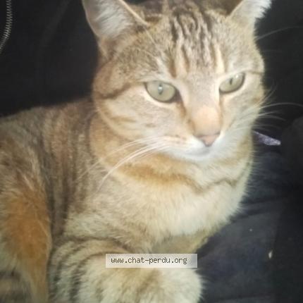Photo 1/1 Biscotte Chat lost in Chavagnes les redoux