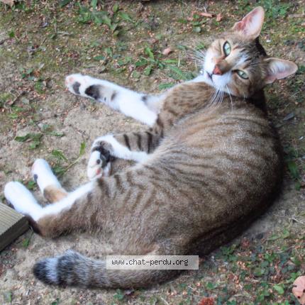 Photo 1/1 SPOCK Chat lost in Lagrave