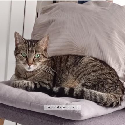 Photo 1/1 Trigroune Chat lost in Chevigny saint sauveur