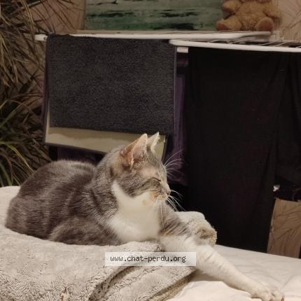 Photo 1/1 Koum&eacute; Chat lost in Montigny le bretonneux