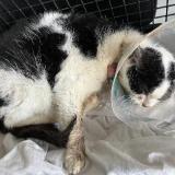 Picture of cat found at Comines