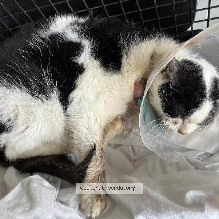 Photo 1/1 Found cat Found in Comines