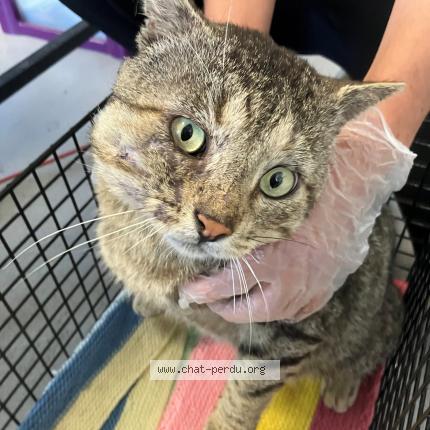 Photo 1/1 Found cat Found in Tourcoing