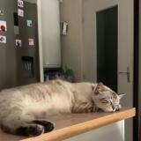 Picture of cat lost at Montpellier