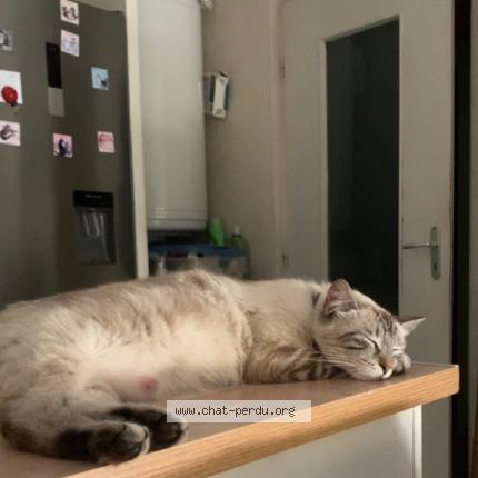 Photo 1/1 Saya Chat lost in Montpellier