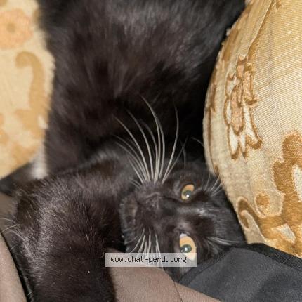 Photo 1/1 Pouste Chat lost in Berchem sainte agathe