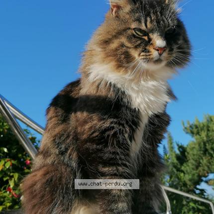 Photo 1/1 Philou Chat lost in Fermanville