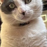 Picture of cat lost at Roubaix