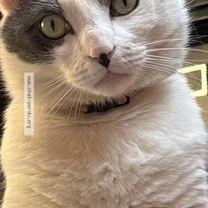 Photo 1/1 Shiro Chat lost in Roubaix