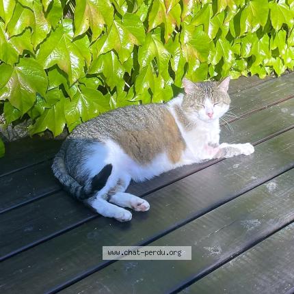 Photo 1/1 Found cat Found in Pleumartin