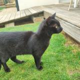 Picture of cat found at Esmans