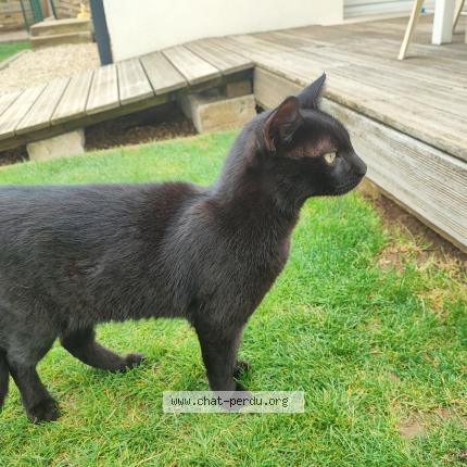 Photo 1/1 Found cat Found in Esmans