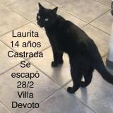 Photo of a cat found in Caba