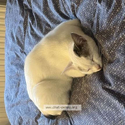 Foto 1/1 Kat teruggevonden Vermist in Uccle