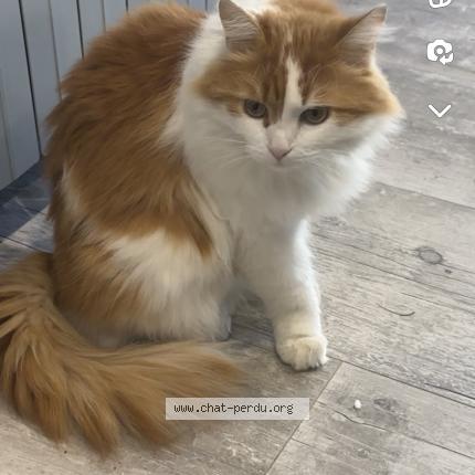 Photo 1/1 Sakura Chat lost in Cormede