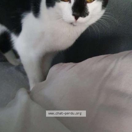 Photo 1/1 Felix Chat lost in Pre en pail