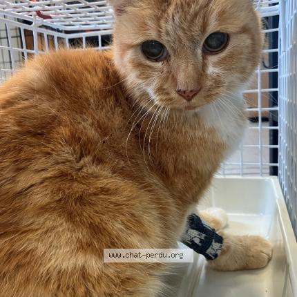 Photo 1/1 Found cat Found in Provin