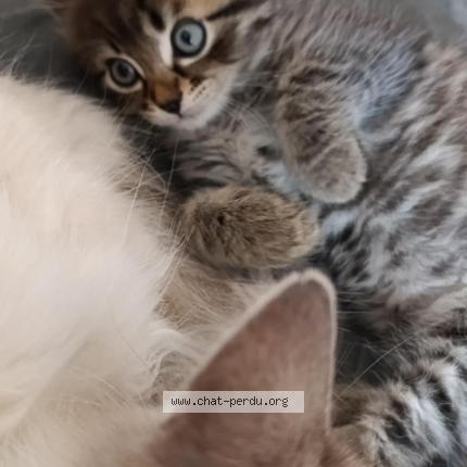 Photo 1/1 Chaton femelt Chat lost in Hennebont