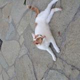 Picture of cat found at Aix Les Bains