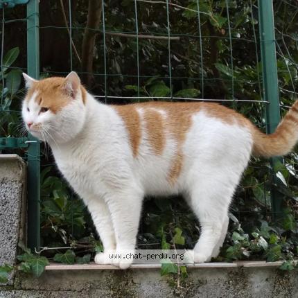 Photo 1/1 Persik Chat lost in Tarbes