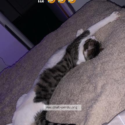 Photo 1/1 Cookie Chat lost in Camarsac