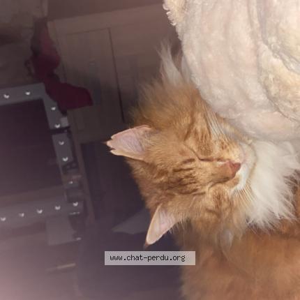 Photo 1/1 Garfield Chat lost in Saint pierre les elbeuf