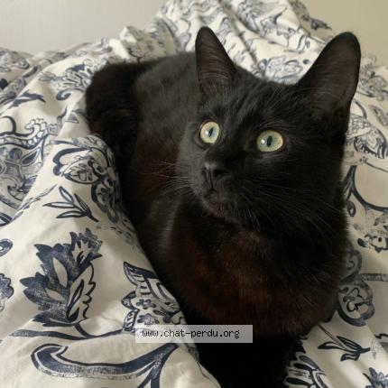 Photo 1/1 Apollon Chat lost in Salles