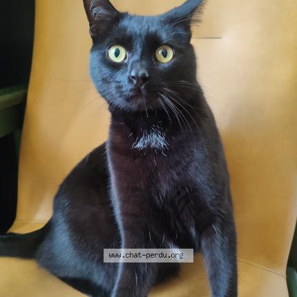 Foto van vermiste kat in Liege