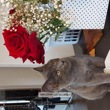 Photo 1/1 Gribouillis Chat lost in Dung