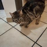 Picture of cat lost at Villeparisis