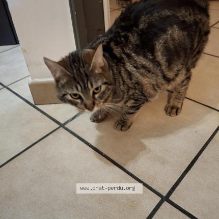 Photo 1/1 Zelda Chat lost in Villeparisis