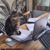 Picture of cat lost at Rosieres Pres Troyes