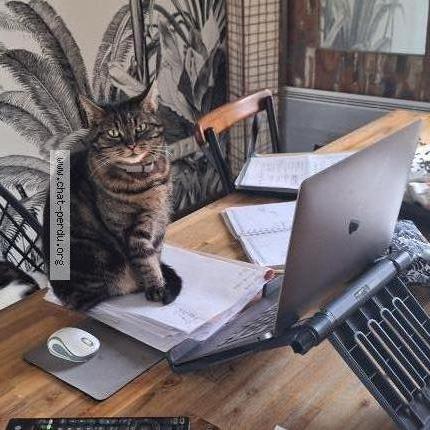 Photo 1/1 Nala Chat lost in Rosieres pres troyes