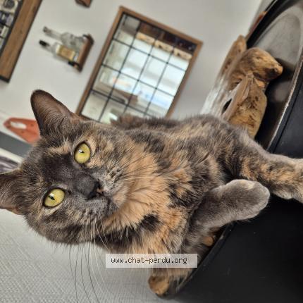 Photo 1/1 Nikita Chat lost in Asnieres sur seine