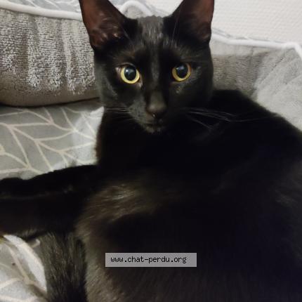 Photo 1/1 Princesse Chat lost in Poitiers