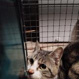 Picture of cat found at Courbepine