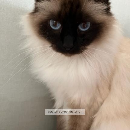 Photo 1/1 RHEA Chat lost in Quetigny