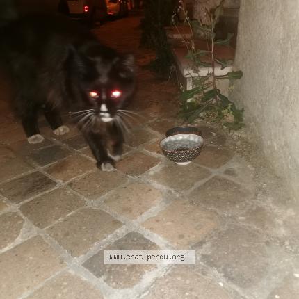 Photo 1/1 Found cat Found in Bordeaux