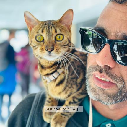 Photo 1/1 Gaïa Chat lost in Vincennes