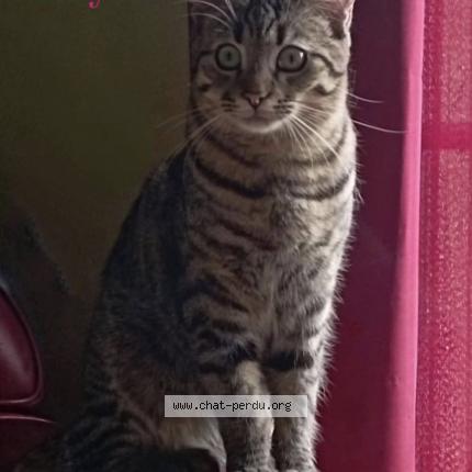 Photo 1/1 KAYA Chat lost in Montfarville