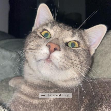 Photo 1/1 Rio Chat lost in Gourdon