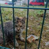 Picture of cat found at Anzin