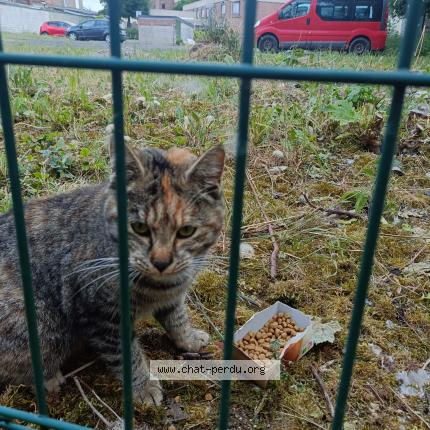 Photo 1/1 Found cat Found in Anzin
